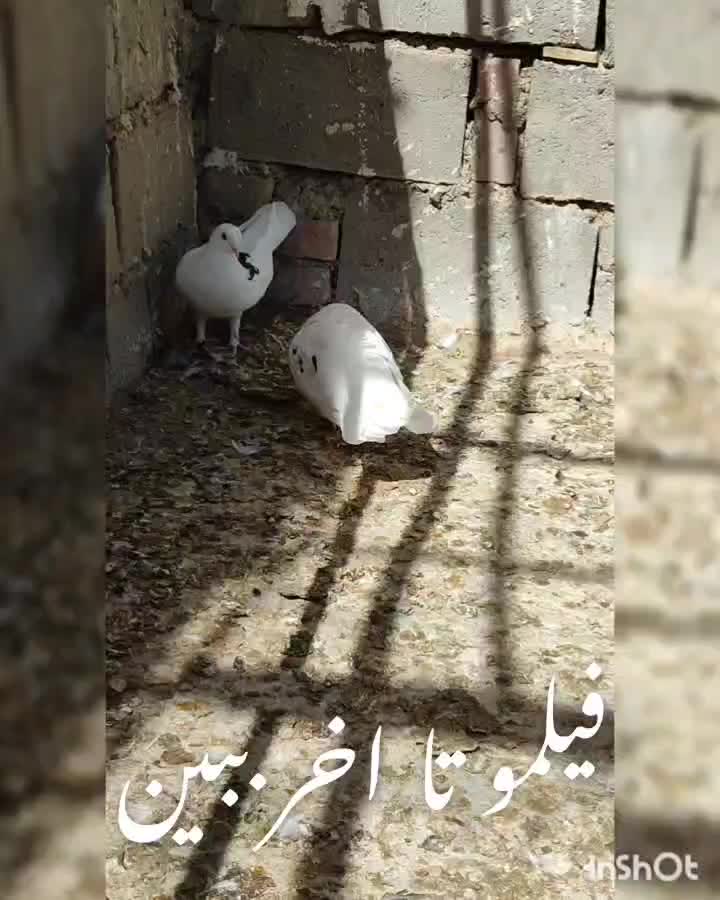 کبوتر پرشی|پرنده|بوکان, |دیوار