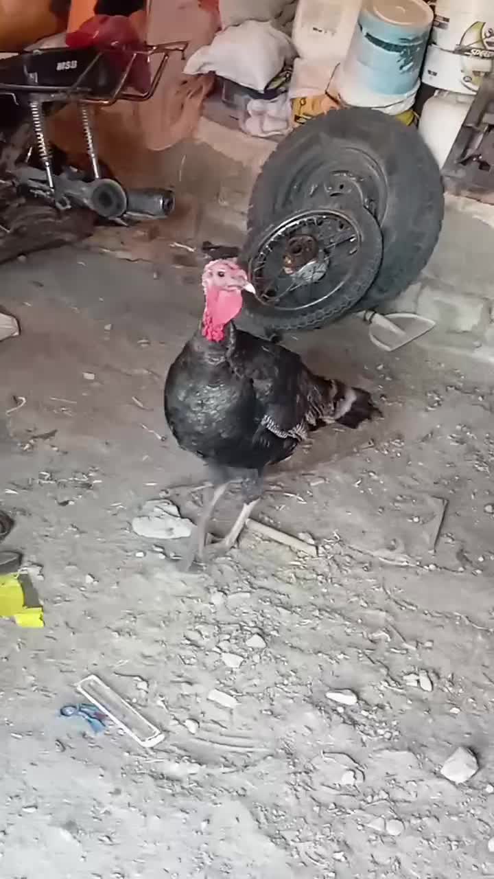 بوقلمون نر بالغ|حیوانات مزرعه|نالوس, |دیوار