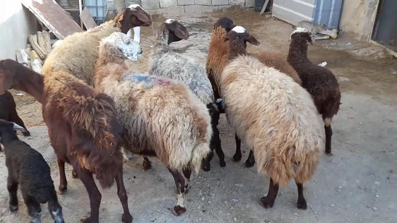 میش و بره مهربانی درشت|حیوانات مزرعه|درگزین, |دیوار