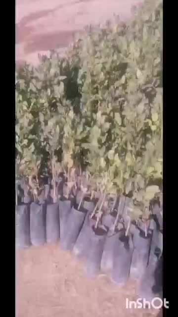 نهال پسته زرندی|خدمات باغبانی و درختکاری|سبزوار, قصبه شرقی|دیوار