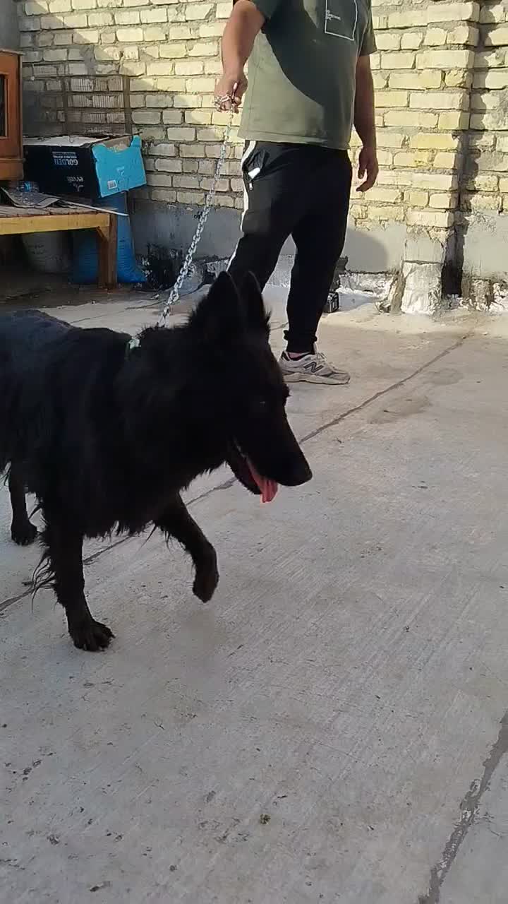 سگ ژرمن بلاک شپرد شولاین|سگ|کاشان, شهدا|دیوار