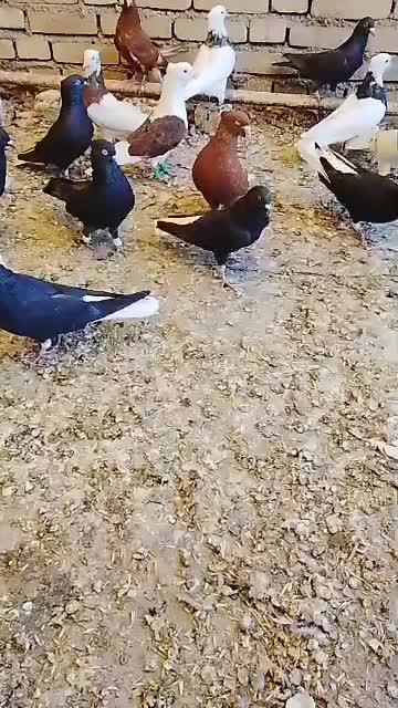 حمیدیه|پرنده|سوسنگرد, |دیوار