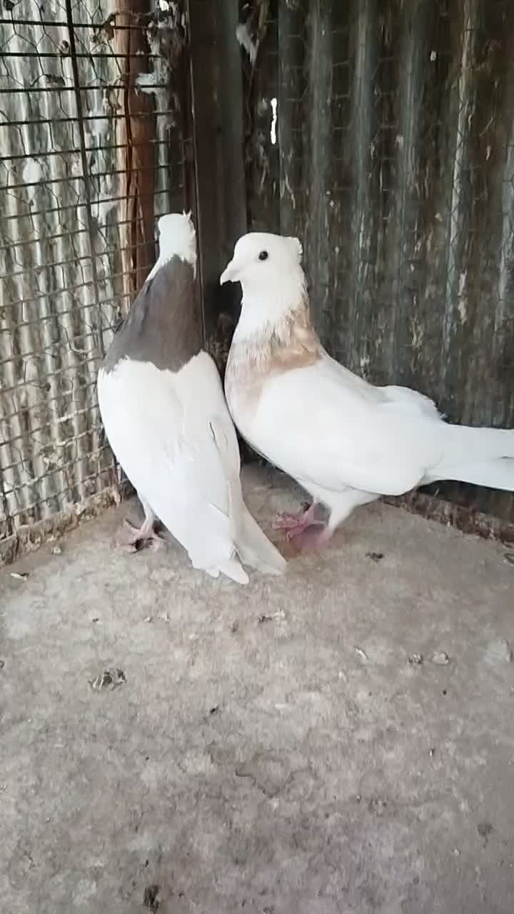 کبوتر کفتر رنگی دمسفید چادری هفترنگ طوقی|پرنده|چهاردانگه (تهران), |دیوار