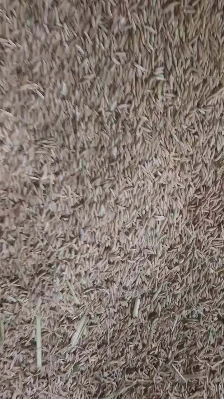 عرضه برنج های ایرانی باچک ۶ ماهه|خوردنی و آشامیدنی|ابهر, |دیوار