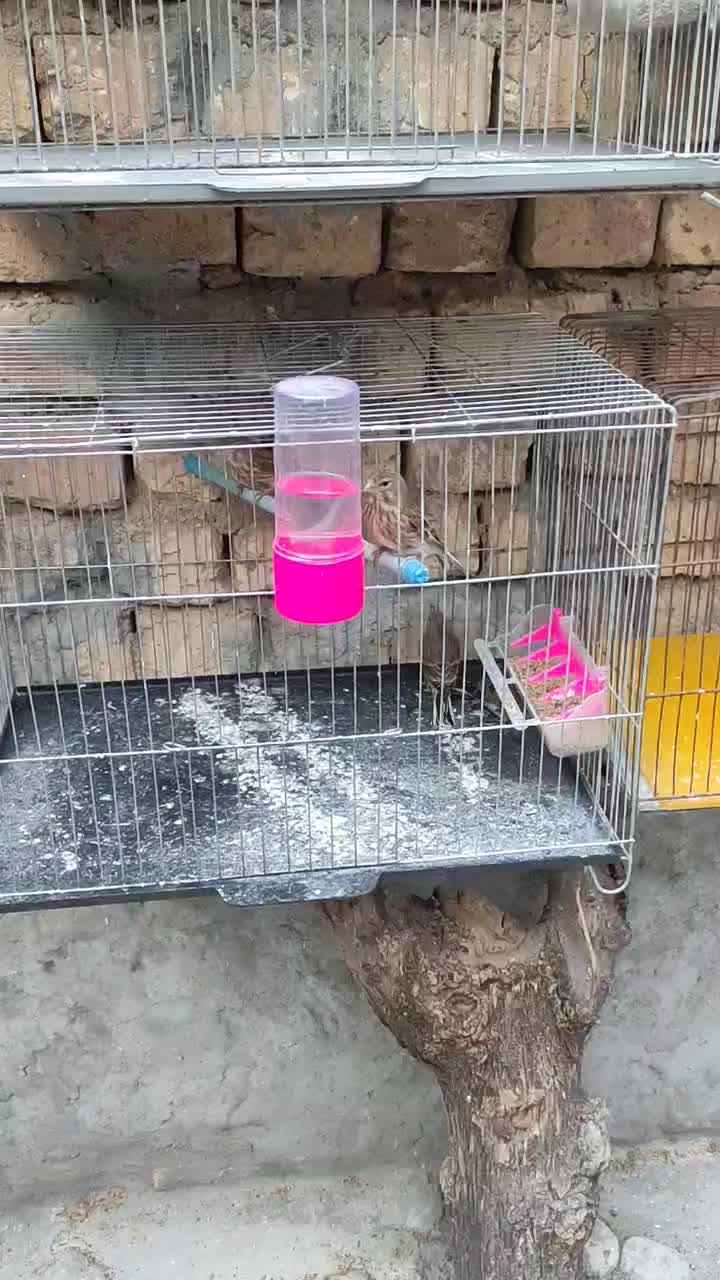 سهره سینه سرخ گلبسر|پرنده|دهاقان, |دیوار