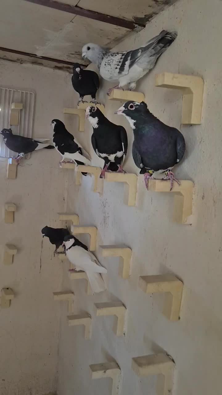 باسلام خدمت شما دوستان عزیز|پرنده|صوفیان, |دیوار