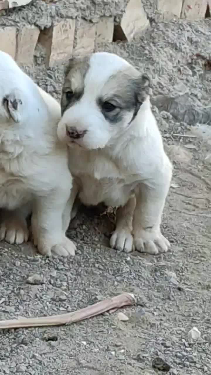 سگ تو.له ماده دوتا|سگ|نیشابور, دارایی|دیوار