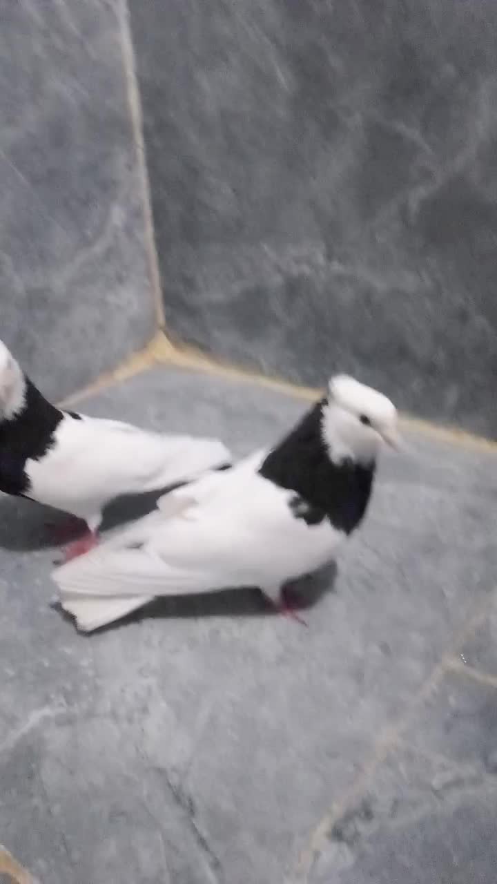 کبوتر طوقی|پرنده|مریوان, |دیوار