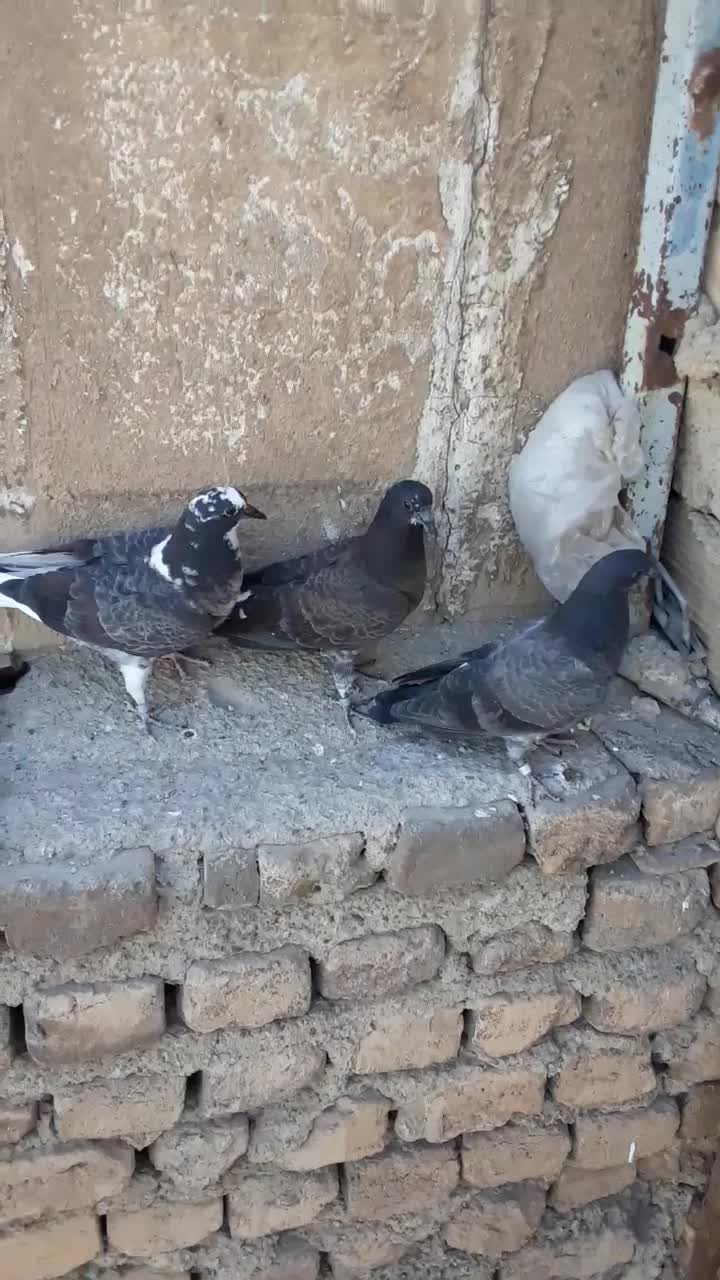 جوجه کفتر خیس قاره دوم سفید|پرنده|رباط‌کریم, رباط‌کریم|دیوار