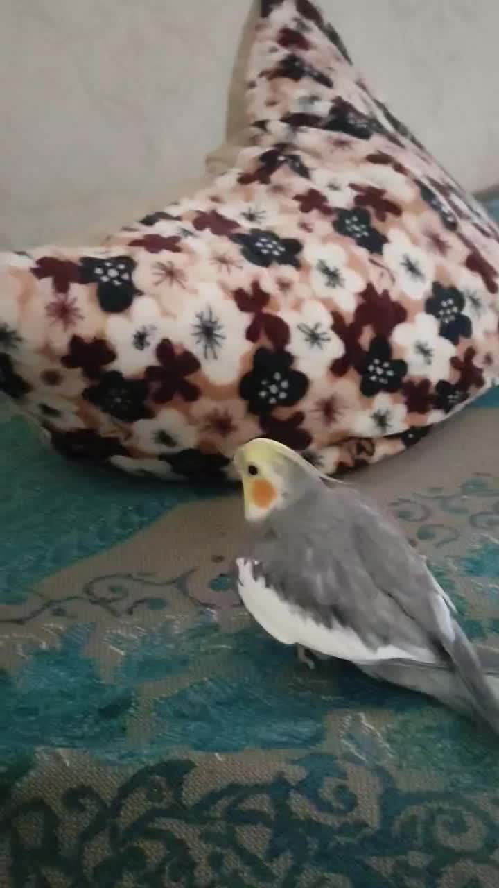 عروس هلندی جفت سخنگو|پرنده|صحنه, |دیوار