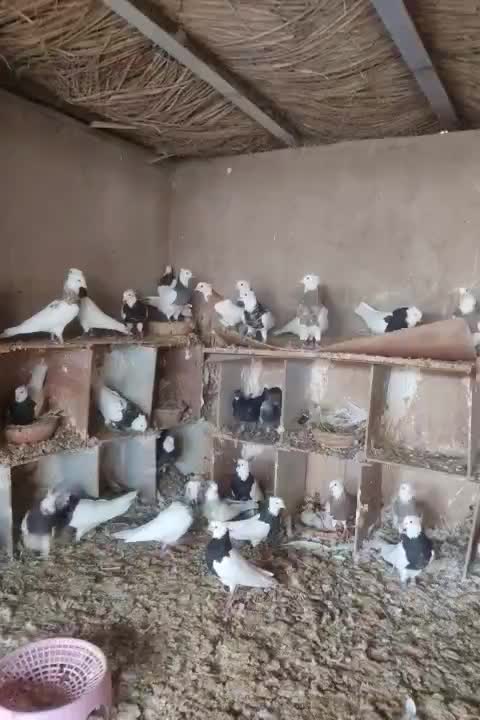 طوقی کبوتر|پرنده|شوشتر, |دیوار