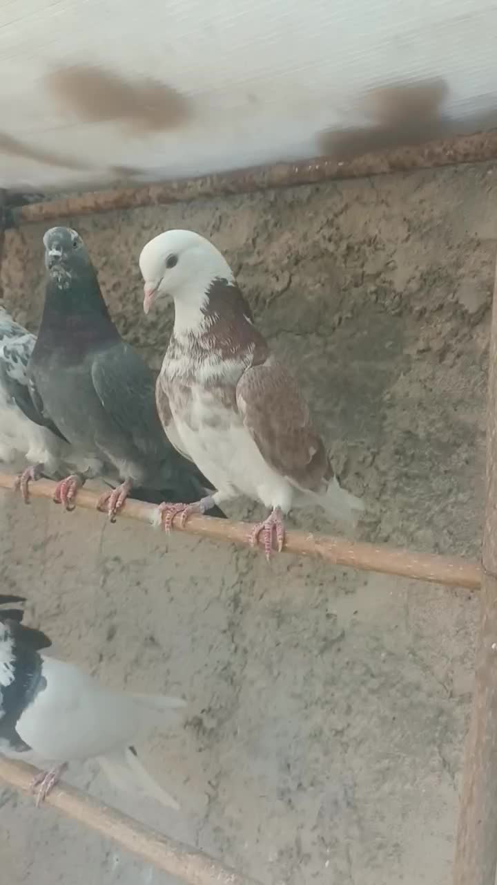 کفتر غریبگیری|پرنده|شهریار, رضی آباد بالا|دیوار