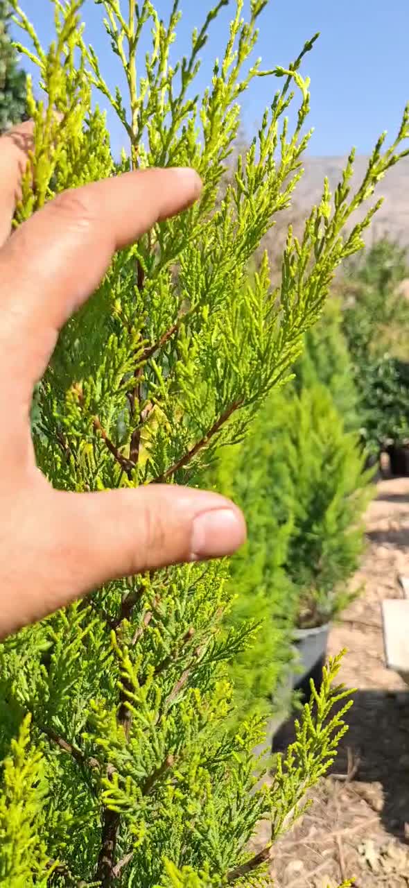 لاوسون طلایی|گل و گیاه طبیعی|شیراز, میرزاکوچک خان|دیوار