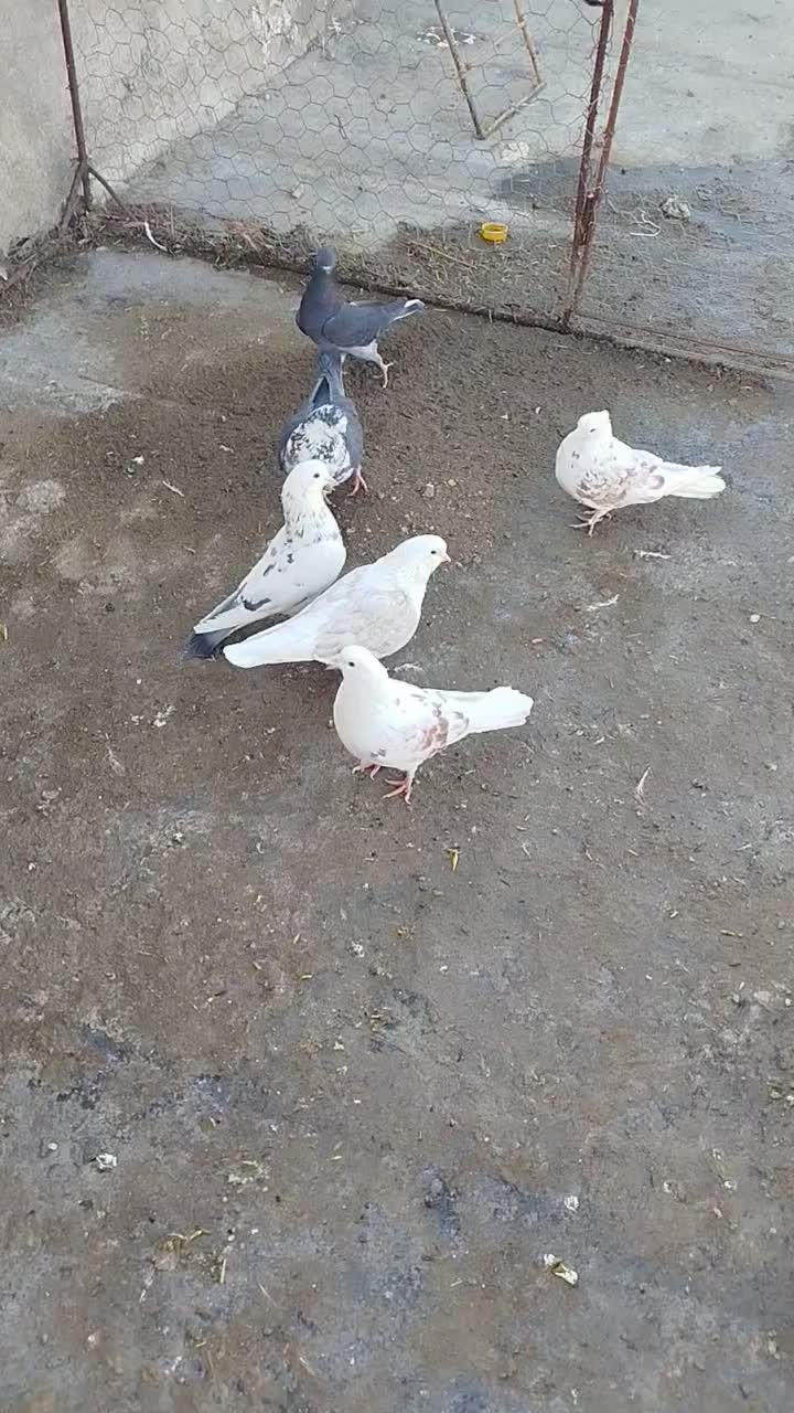 کفتر عالی به شرط|پرنده|خزل, |دیوار