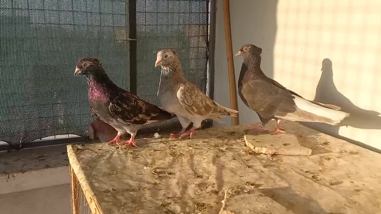 پرنده دم سفید کبوتر|پرنده|گنبد کاووس, |دیوار