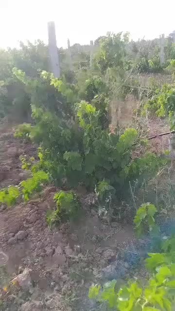 باغ انگور 1300 متری سنددار در منطقه ویلایی|فروش زمین و ملک کلنگی|تاکستان, |دیوار