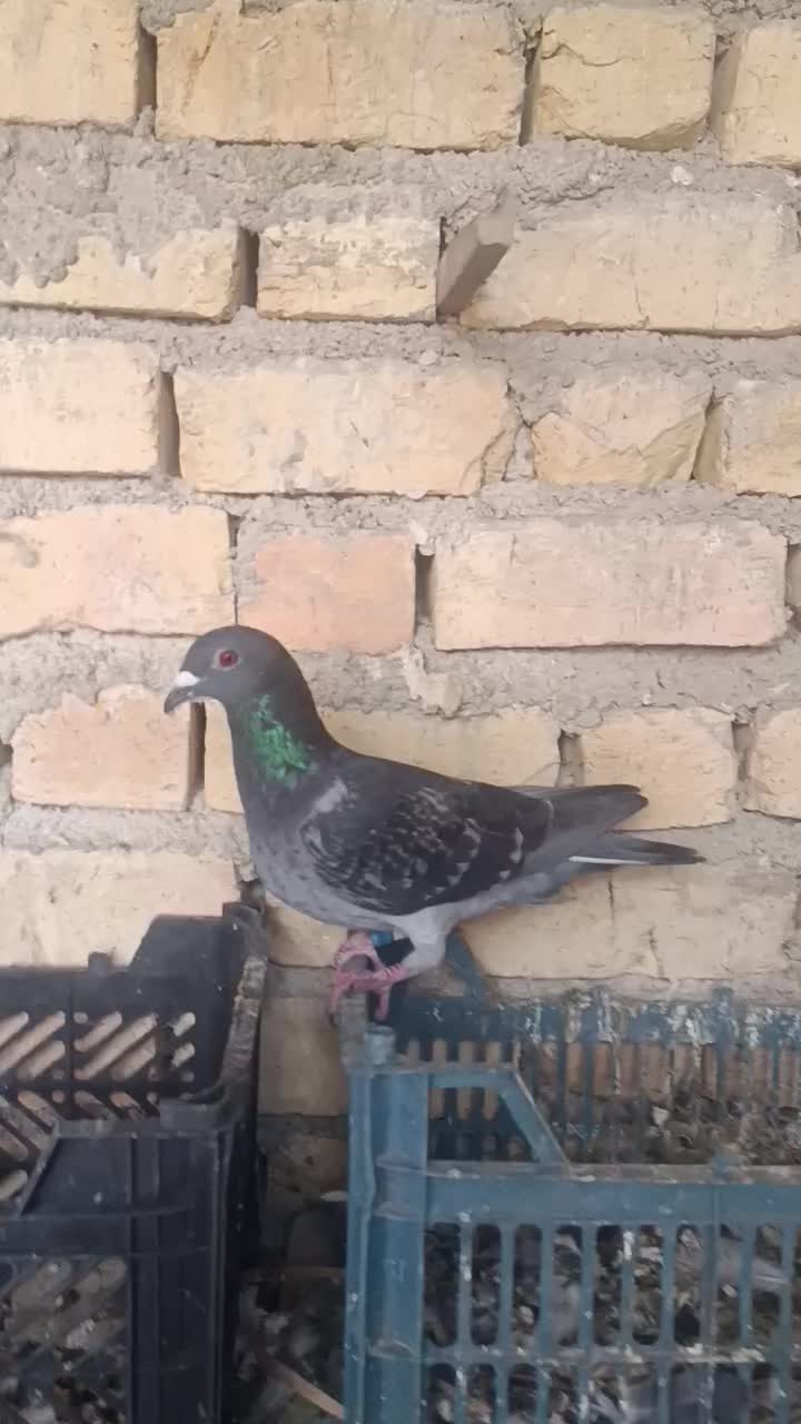 ماده|پرنده|جره و بالاده, |دیوار