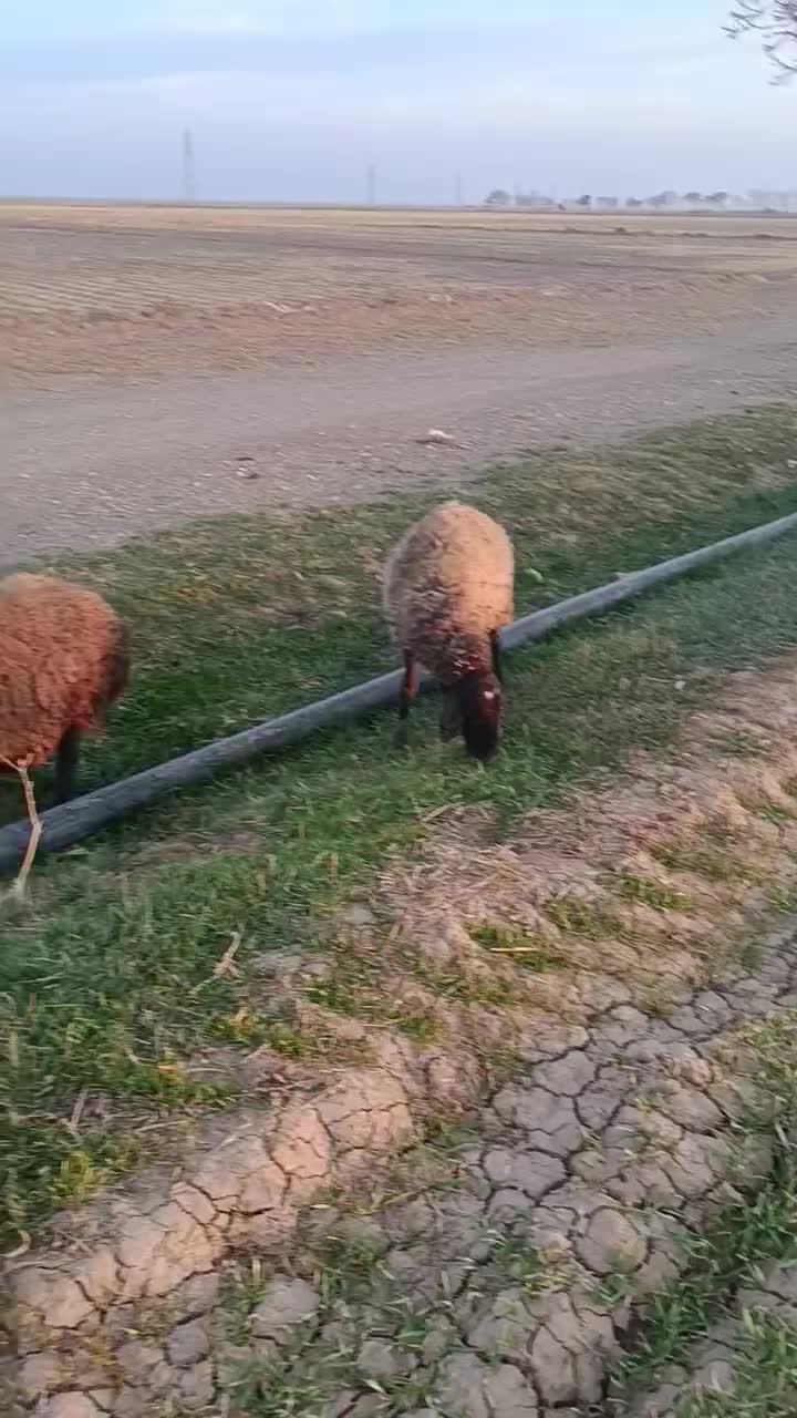 چهل راس میش|حیوانات مزرعه|شال, |دیوار