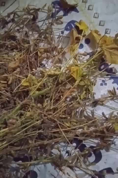 فروش دانه های روغنی برای کوکو،سویا،نخود پشمی|خوردنی و آشامیدنی|ماسال, |دیوار