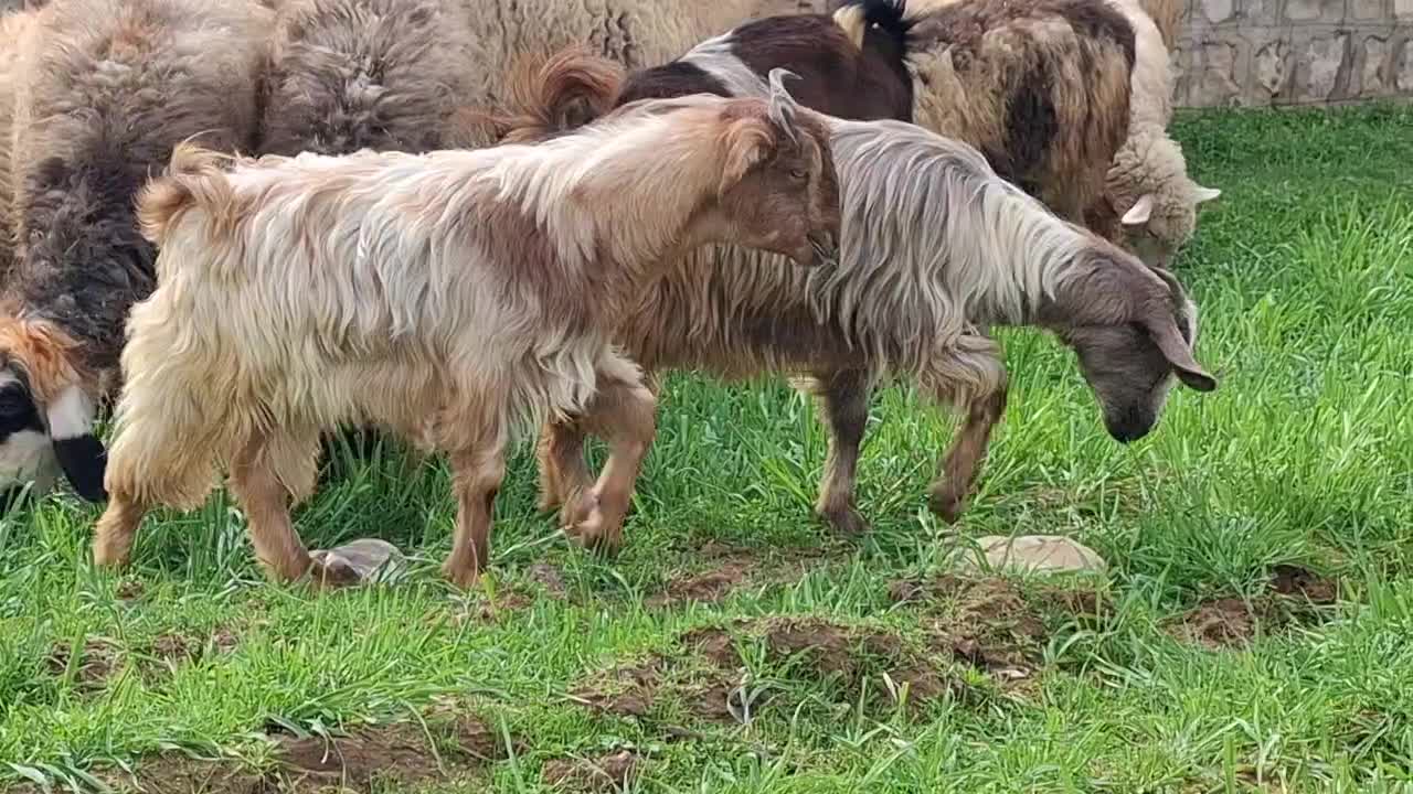 بزغاله|حیوانات مزرعه|اندیمشک, |دیوار