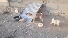 سگ نگبان|سگ|مبارکه, |دیوار