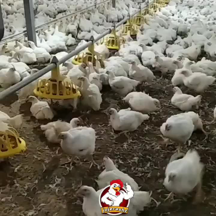 مرغ گوشتی زنده و پاک شده سنگین وزن تولید گیلان|حیوانات مزرعه|رشت, گلباغ نماز|دیوار