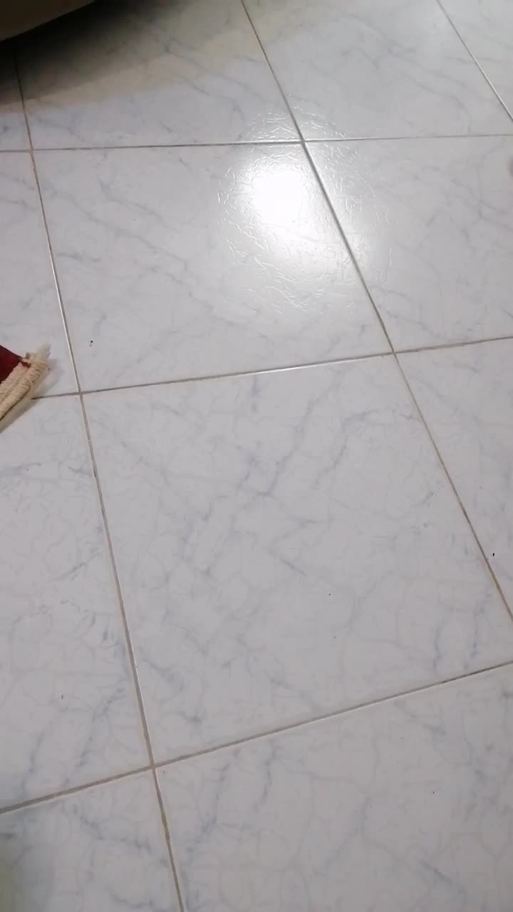 بچه گربه پرشین|گربه|بیرجند, |دیوار