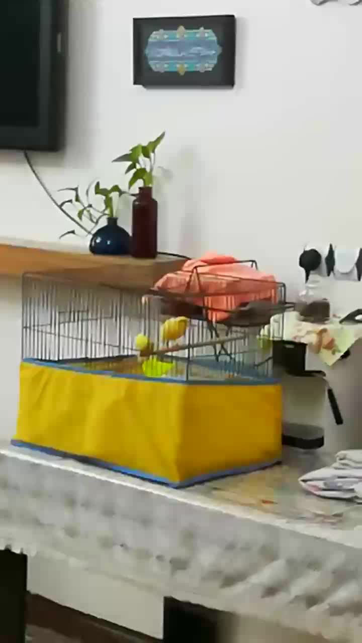 قناری|پرنده|بوشهر, |دیوار