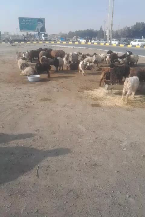 میش وبز|حیوانات مزرعه|ارومیه, |دیوار