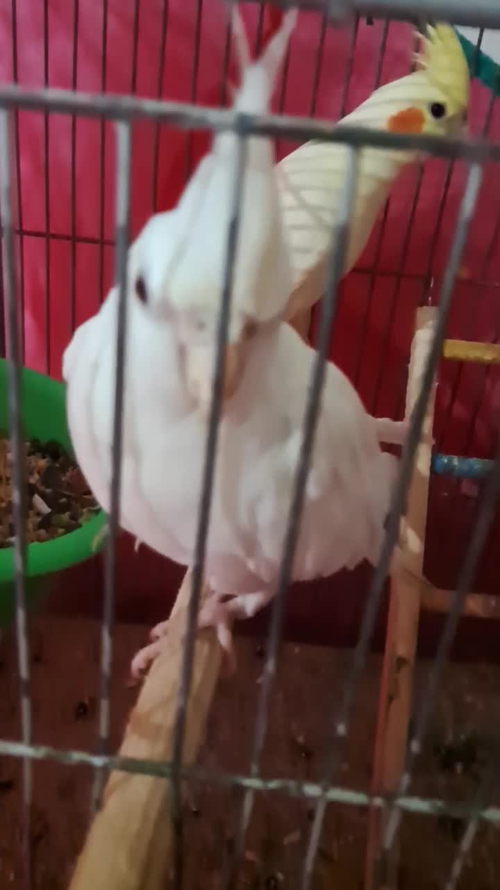 عروس هلندی آلبینو|پرنده|بندر انزلی, صابرحنان|دیوار