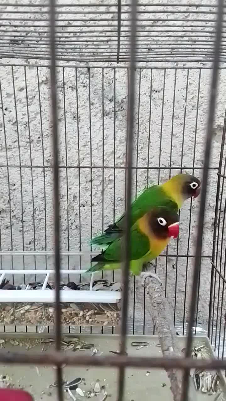 طوطی کوتوله برزیلی کارداده ((ایسین))|پرنده|بندرعباس, |دیوار