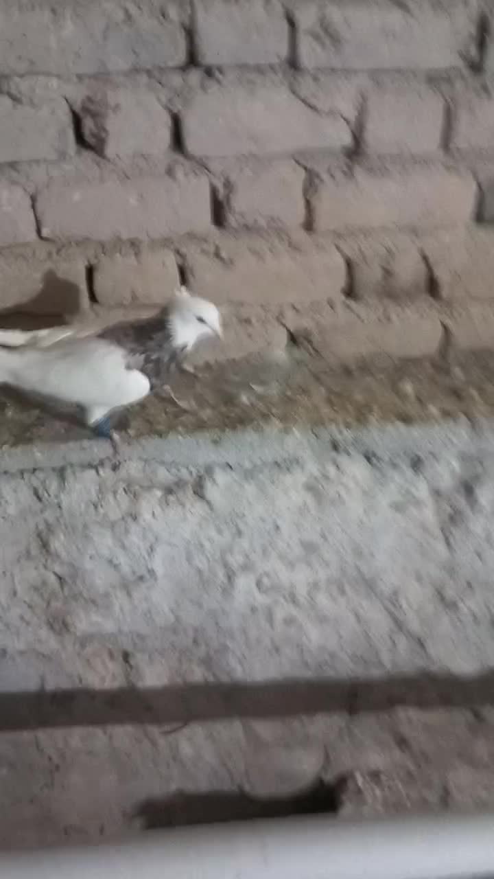 طوقی|پرنده|بیستون, |دیوار