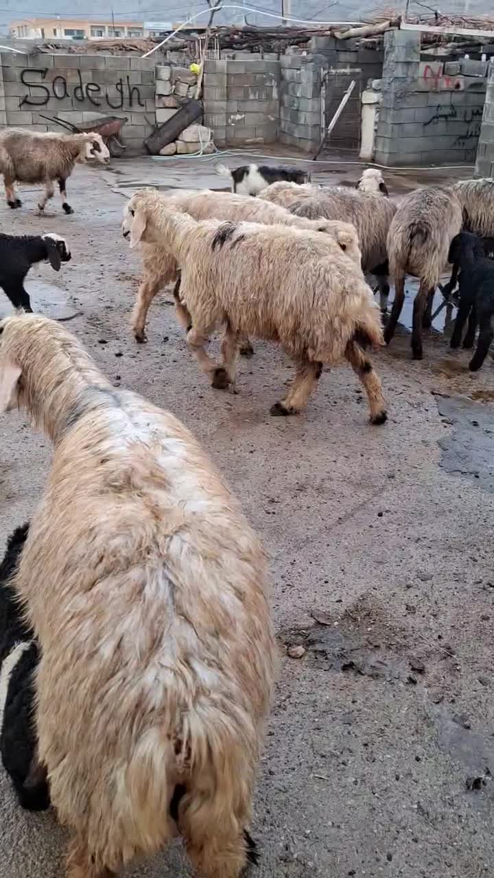 فروش 26راس گوسفند(میش)درجه یک داشتی جوان و سرحال|حیوانات مزرعه|چرام, |دیوار