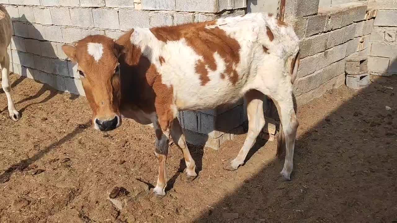 گاو با گوساله ماده و یک عدد گاو ابستن|حیوانات مزرعه|شادگان, |دیوار