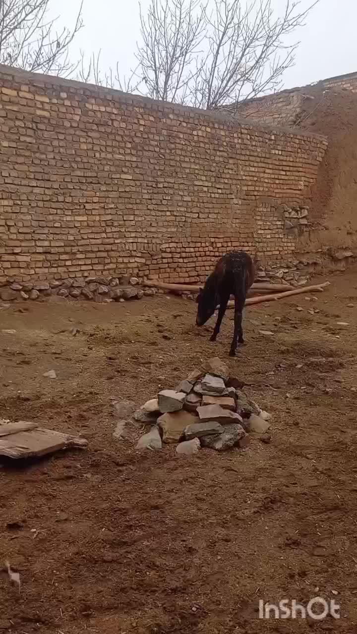 اسب|اسب و تجهیزات اسب‌سواری|اراک, |دیوار