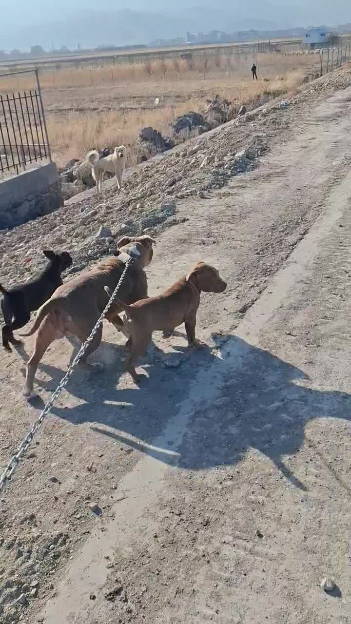 توله پیتبول|سگ|بازرگان, |دیوار