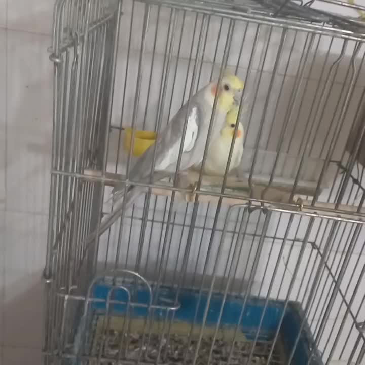 عروس هلندی|پرنده|خمینی‌شهر, |دیوار