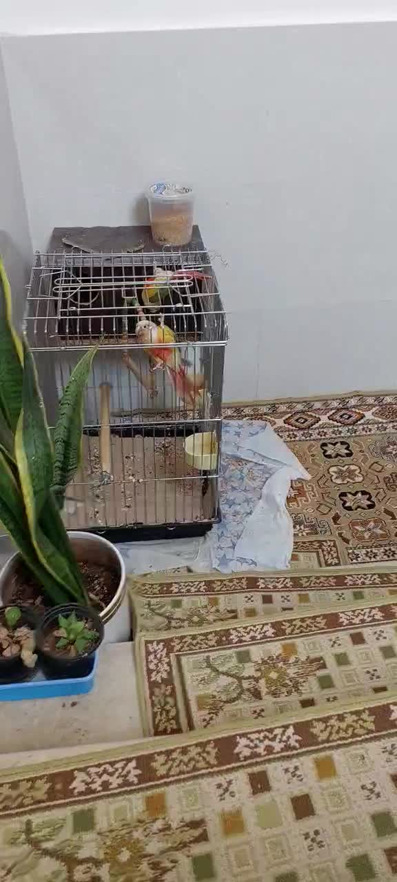 طوطی گرینچیک رنگ آناناسی|پرنده|دورود, |دیوار