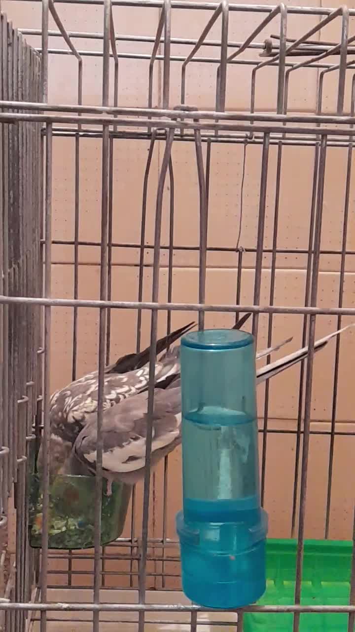 پرنده|پرنده|کرج, اسلام‌آباد|دیوار