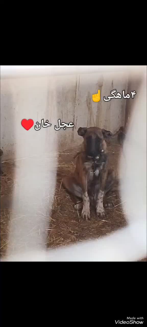 واگزاری|سگ|قم, شهرک قدس|دیوار