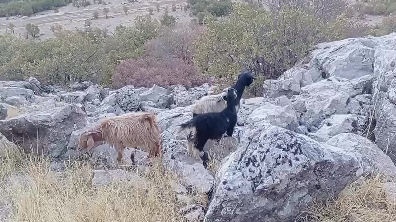 بزوبزغاله|حیوانات مزرعه|سروآباد, |دیوار