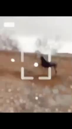 حیوان|اسب و تجهیزات اسبسواری|شازند, |دیوار