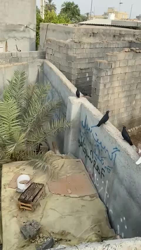 کفتر  زاغ چشم نوک|پرنده|قشم, |دیوار
