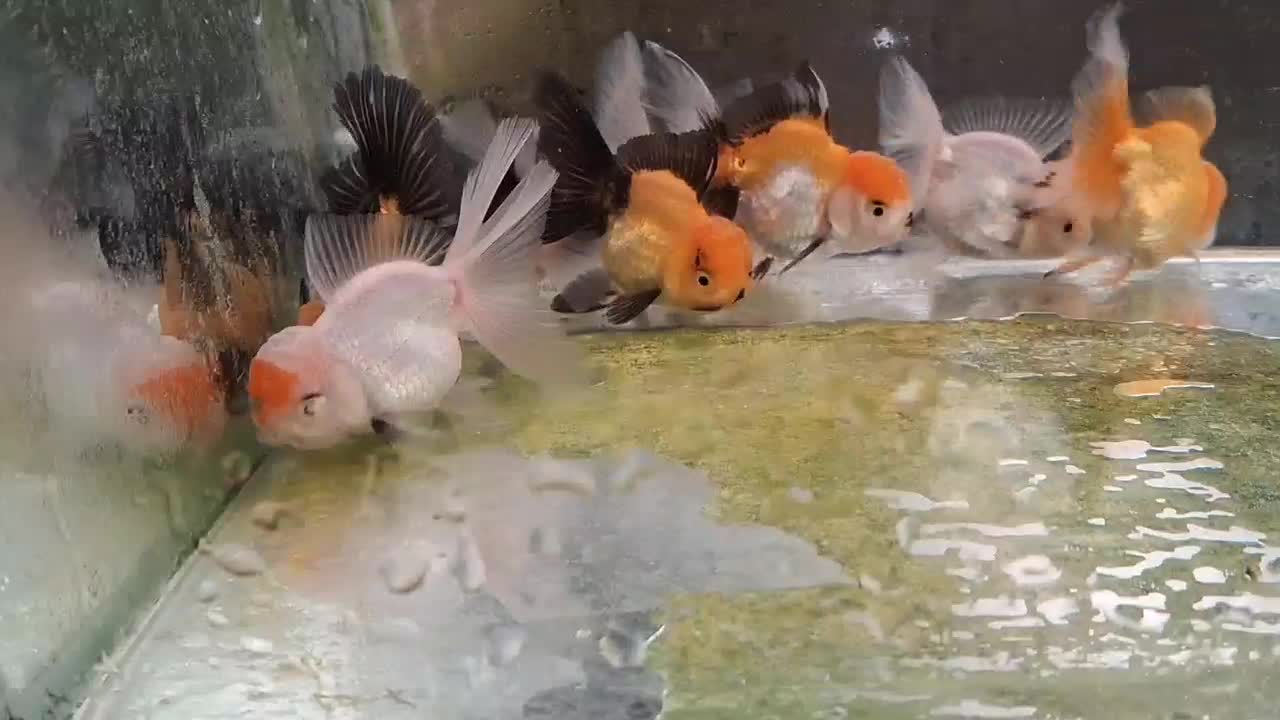 ماهی عروسکی|ماهی|تهران, نیروی هوایی (پیروزی)|دیوار