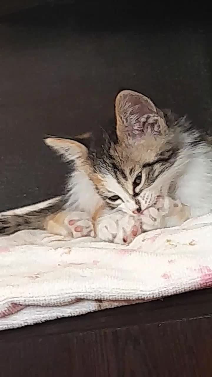 بچه گربه گم شده مژدگانی|حیوانات|داراب, |دیوار