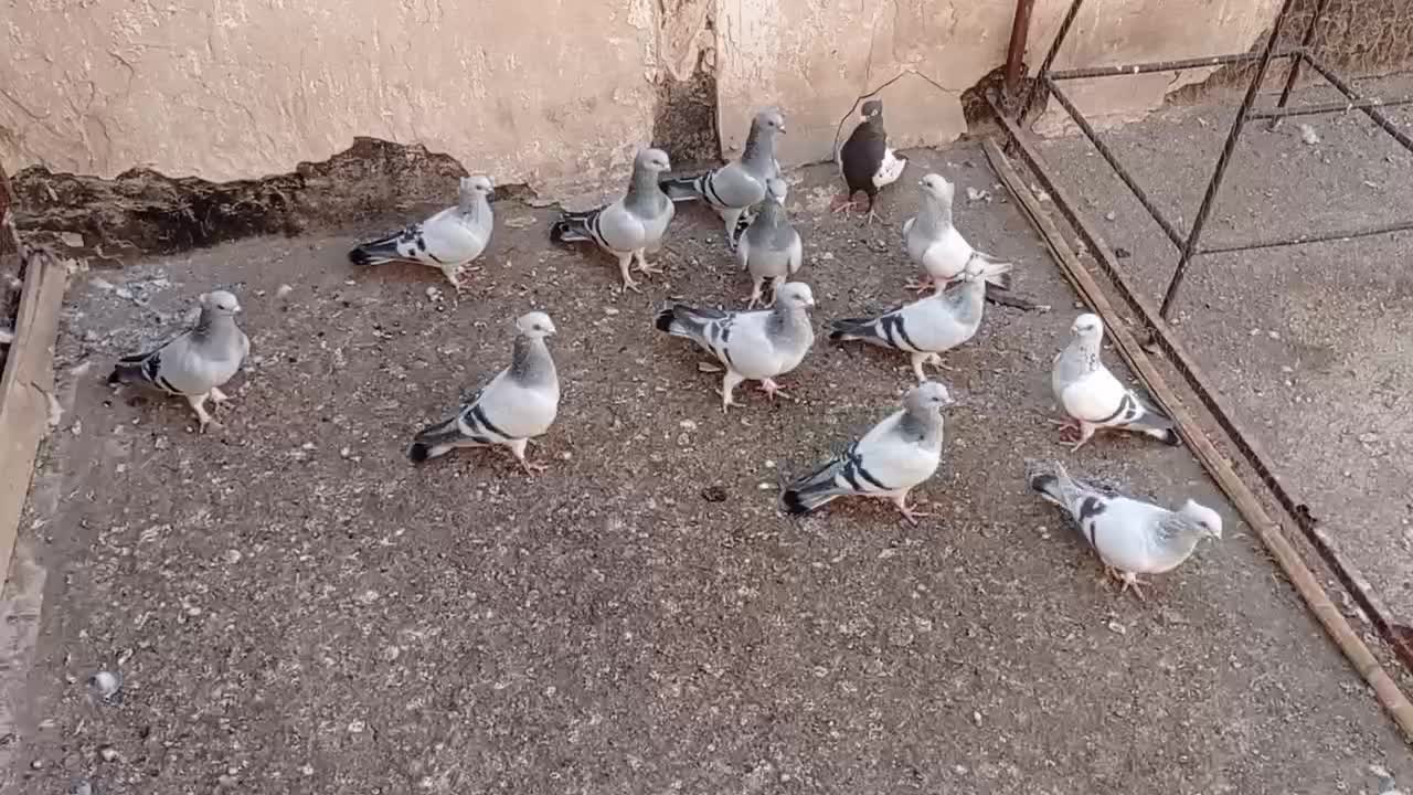 کبوتر نقره ای نوک ریز کاکلی|پرنده|قم, یزدان‌شهر|دیوار