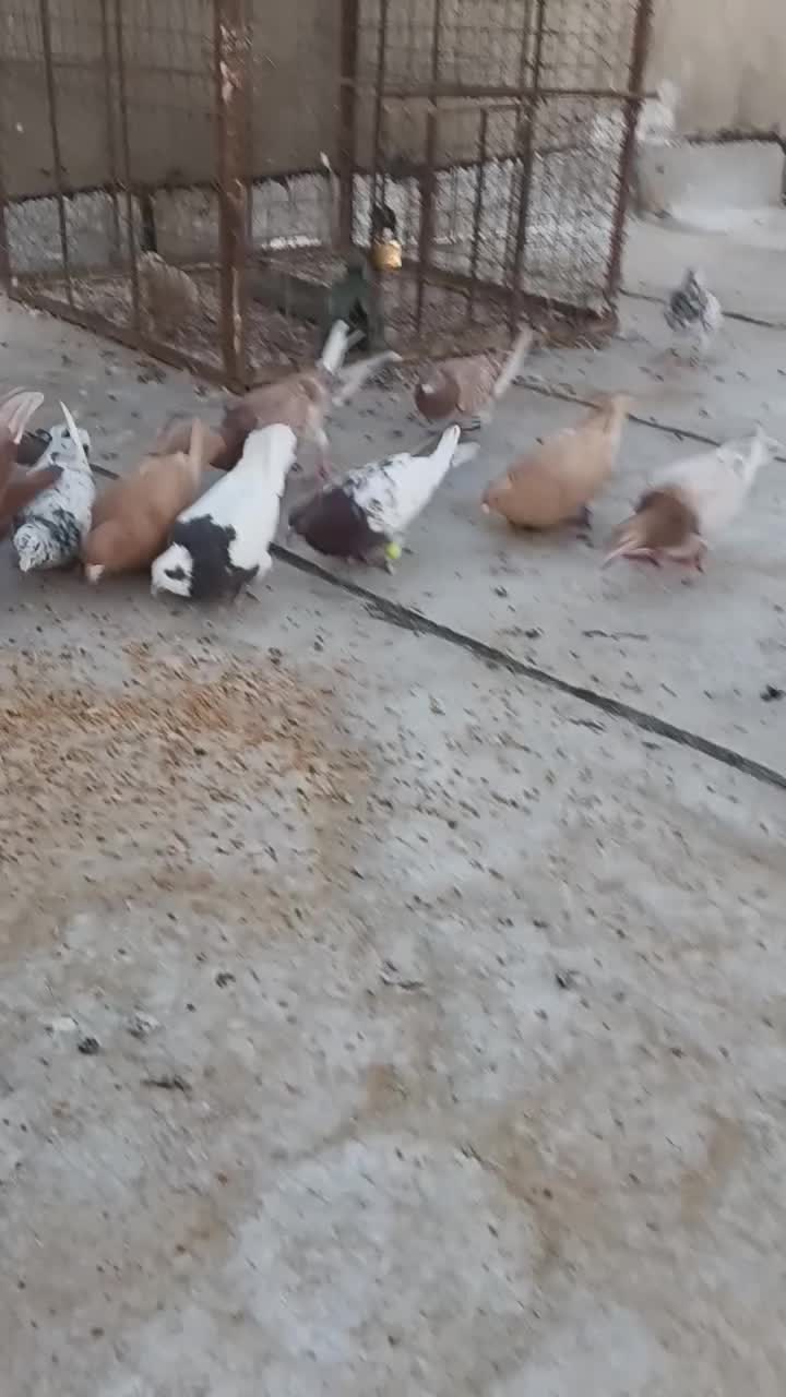 طوقی سیاه ماده|پرنده|شال, |دیوار