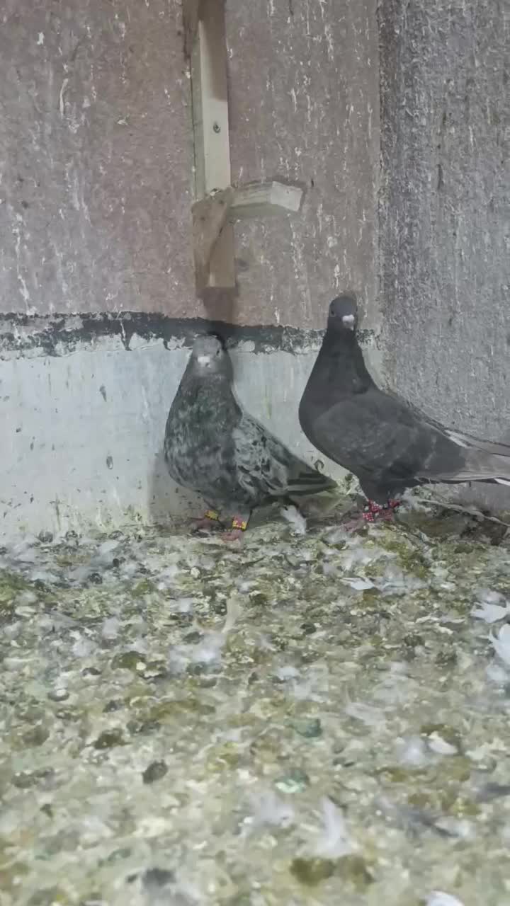 دم سفید|پرنده|شیراز, سعدیه شمالی|دیوار