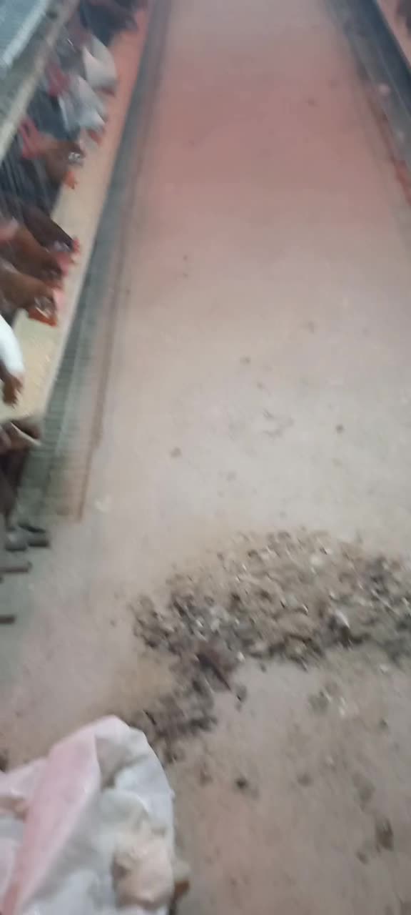 تخم مرغ رسمی محلی|خوردنی و آشامیدنی|تهران, جردن|دیوار