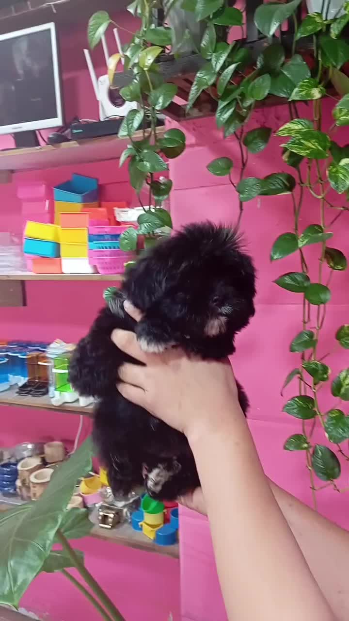 سگ شیتزو مشکی خاص|سگ|محمودآباد, |دیوار